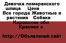 Девочка померанского шпица. › Цена ­ 40 000 - Все города Животные и растения » Собаки   . Кировская обл.,Красное с.